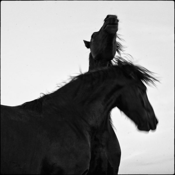 horses-13