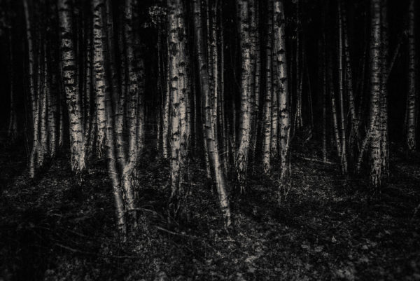 _DSC7881-Editbirchwood_LRdisfoto