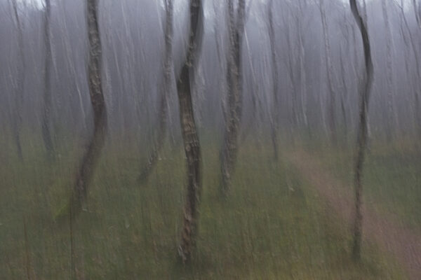 birch path fog